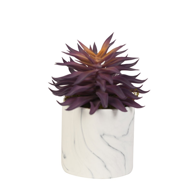 Purple Succulent in Round Marble Planter