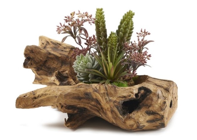 Succulents in Natural Wood Log