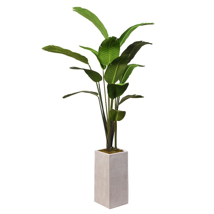 Traveler Palm in Square White Planter